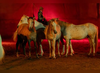 Camargue, Wallach, 2 Jahre, 147 cm, Schimmel
