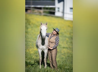 Camargue, Wallach, 2 Jahre, 147 cm, Schimmel