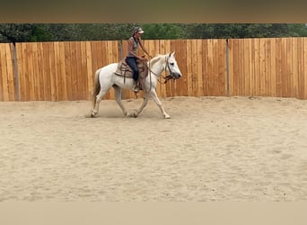 Camargue, Wallach, 3 Jahre, 143 cm, Schimmel