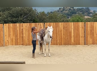 Camargue, Wallach, 3 Jahre, 143 cm, Schimmel
