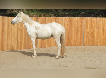 Camargue, Wallach, 3 Jahre, 143 cm, Schimmel