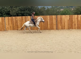 Camargue, Wallach, 3 Jahre, 143 cm, Schimmel