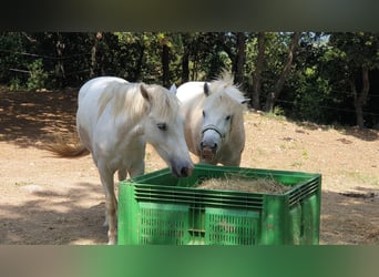 Camargue, Wallach, 3 Jahre, 143 cm, Schimmel
