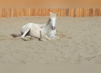 Camargue, Wallach, 3 Jahre, 143 cm, Schimmel