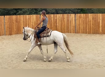 Camargue, Wallach, 3 Jahre, 143 cm, Schimmel