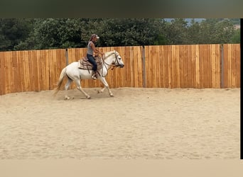Camargue, Wallach, 3 Jahre, 143 cm, Schimmel