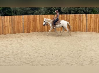 Camargue, Wallach, 3 Jahre, 143 cm, Schimmel