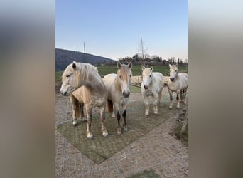 Camargue, Wallach, 5 Jahre, 145 cm, Schimmel
