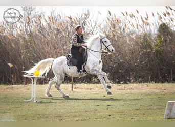 Camargue, Wallach, 6 Jahre, 146 cm, Schimmel