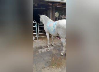 Camargue, Wallach, 8 Jahre, 155 cm, Apfelschimmel