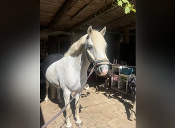 Camargue, Wallach, 9 Jahre, 144 cm, Schimmel