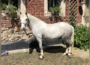 Camargue, Wallach, 9 Jahre, Schimmel
