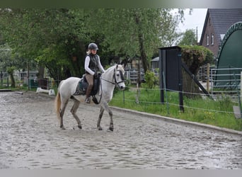 Camarguehästar, Sto, 7 år, 146 cm, Grå