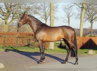 Zangersheider, Stallion, 11 years, 16.1 hh, Brown