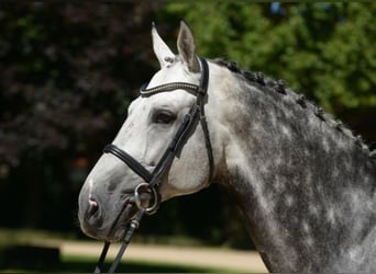 Westphalian, Stallion, 18 years, 17 hh, Gray