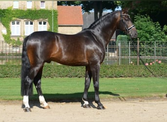 Westphalian, Stallion, 16 years, 16.1 hh, Bay-Dark