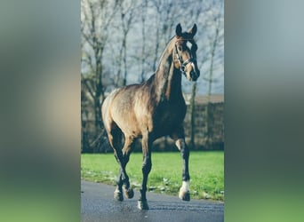 Hannoveraan, Hengst, 15 Jaar, 168 cm, Donkerbruin