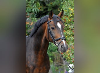 Hannoveraan, Hengst, 15 Jaar, 168 cm, Donkerbruin