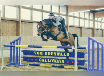 Hannoveraner, Hengst, 16 Jahre, 168 cm, Dunkelbrauner