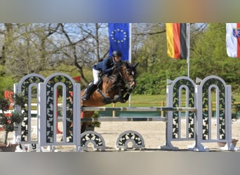 Hanoverian, Stallion, 15 years, 16.1 hh, Bay-Dark