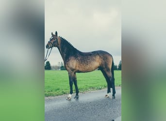 Hanoverian, Stallion, 15 years, 16.1 hh, Bay-Dark