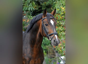 Hanoverian, Stallion, 15 years, 16.1 hh, Bay-Dark