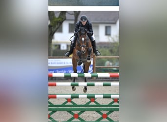 Hanoverian, Stallion, 15 years, 16.1 hh, Bay-Dark