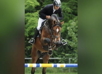 Hanoverian, Stallion, 15 years, 16.1 hh, Bay-Dark