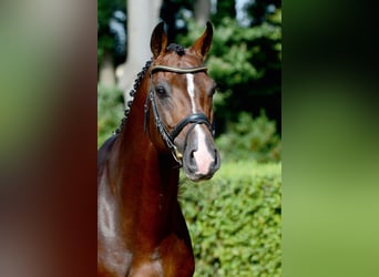 Holsteiner, Hengst, 15 Jahre, 172 cm, Brauner