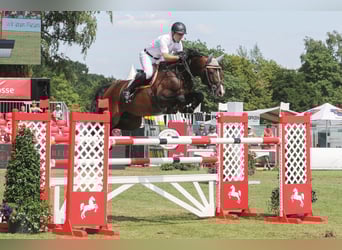 Holsteiner, Hengst, 15 Jahre, 172 cm, Brauner