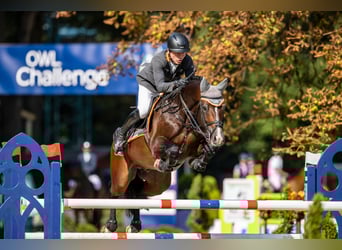 Holsteiner, Hengst, 15 Jahre, 172 cm, Brauner