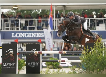 Holsteiner, Hengst, 15 Jahre, 172 cm, Brauner