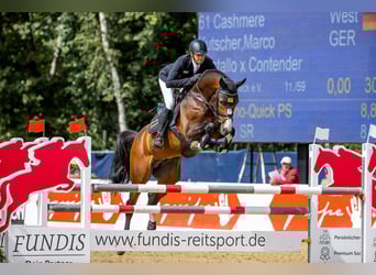 Westfaliano, Stallone, 11 Anni, 170 cm, Baio