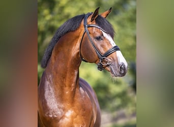 Westfaliano, Stallone, 11 Anni, 170 cm, Baio