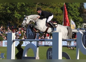 Koń oldenburski, Ogier, 16 lat, 173 cm, Siwa