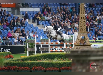 Koń oldenburski, Ogier, 16 lat, 173 cm, Siwa