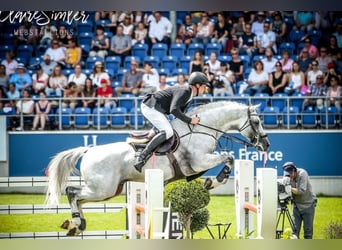 Koń oldenburski, Ogier, 16 lat, 173 cm, Siwa