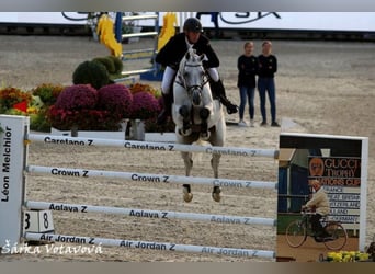 Koń oldenburski, Ogier, 16 lat, 173 cm, Siwa