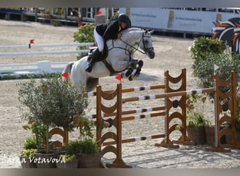 Oldenbourg, Étalon, 16 Ans, 173 cm, Gris