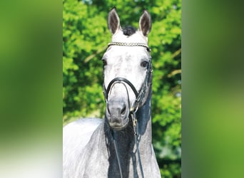 Oldenbourg, Étalon, 16 Ans, 173 cm, Gris