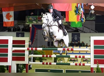 Oldenburger, Hengst, 17 Jahre, 173 cm, Schimmel