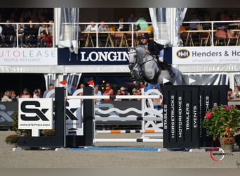 Oldenburger, Hengst, 17 Jahre, 173 cm, Schimmel