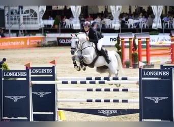 Oldenburger, Hengst, 17 Jahre, 173 cm, Schimmel