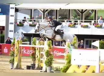 Oldenburger, Hengst, 17 Jahre, 173 cm, Schimmel