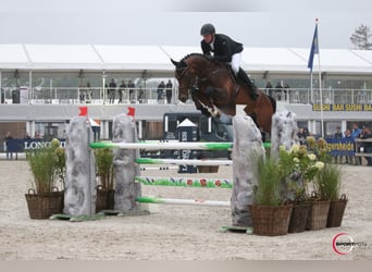 Oldenburg, Stallone, 14 Anni, 177 cm, Baio