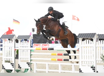 Oldenburg, Stallone, 14 Anni, 177 cm, Baio