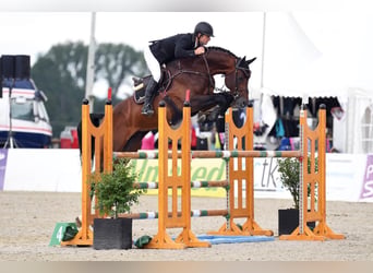 Oldenburg, Stallone, 14 Anni, 177 cm, Baio