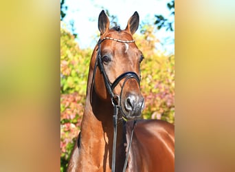 Oldenburg, Stallone, 14 Anni, 177 cm, Baio
