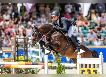 Oldenburg, Stallone, 14 Anni, 177 cm, Baio