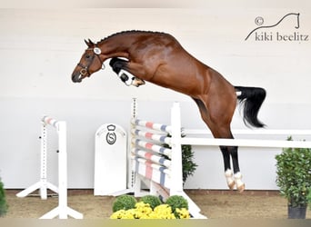 Oldenburg, Stallone, 14 Anni, 177 cm, Baio